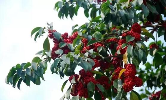 1582005687600695.jpg 6.jpg