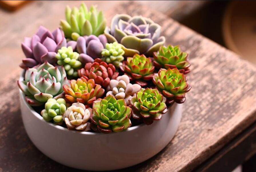 南寧花藝資訊：多肉花籃怎么做？