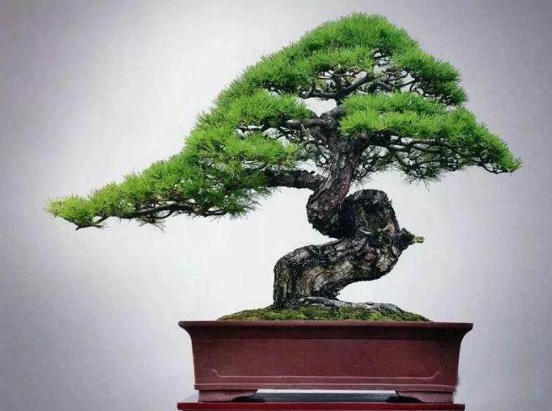 盆景制作3個注意事項，南寧婚慶花藝培訓(xùn)分享