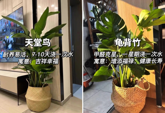 適合放在客廳的綠植，廣西花藝綠植培訓分享