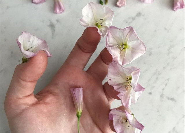 植物藝術(shù)美甲，南寧美甲造型設(shè)計培訓(xùn)分享